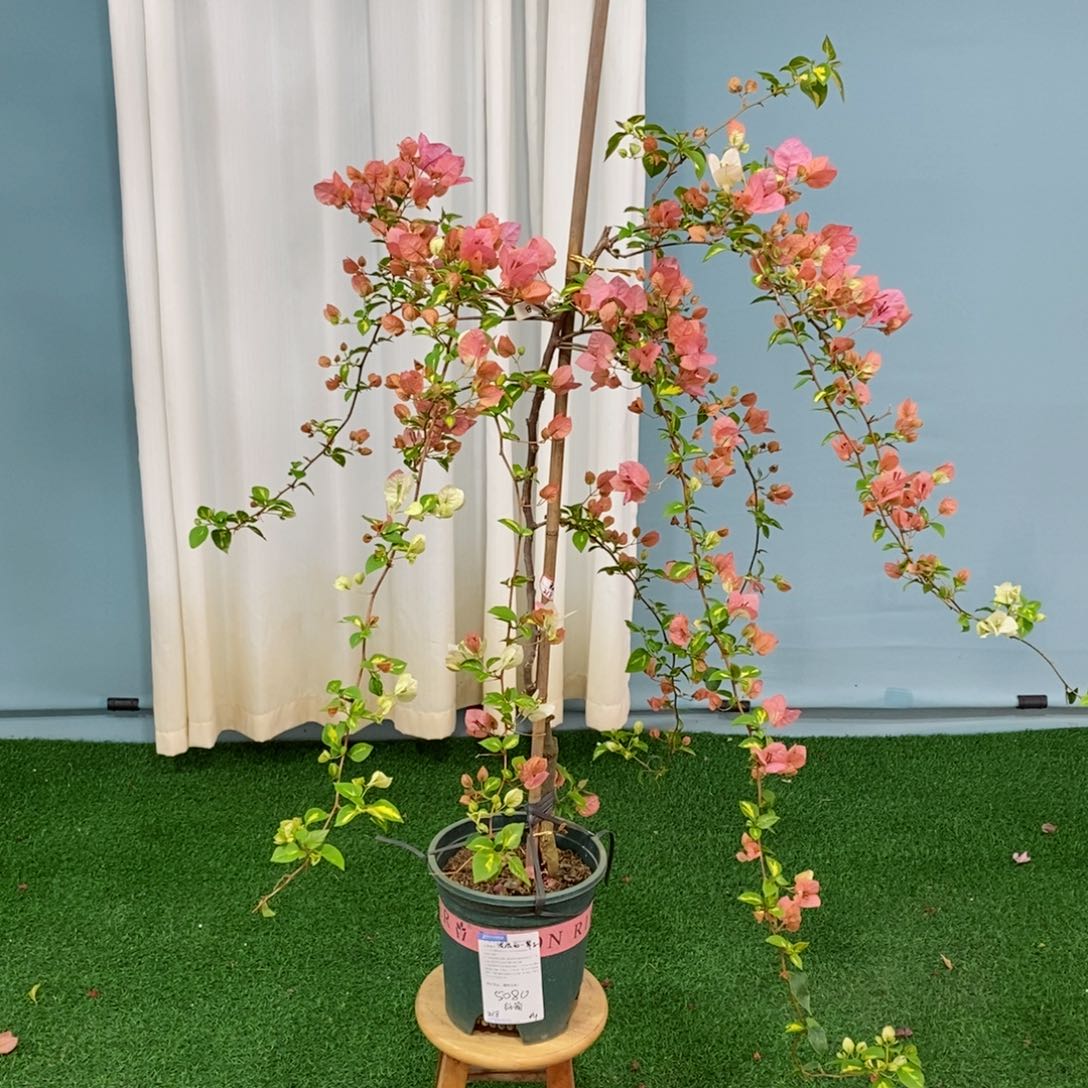 【闪购商品】5080橙白纸箱原盆顺丰
