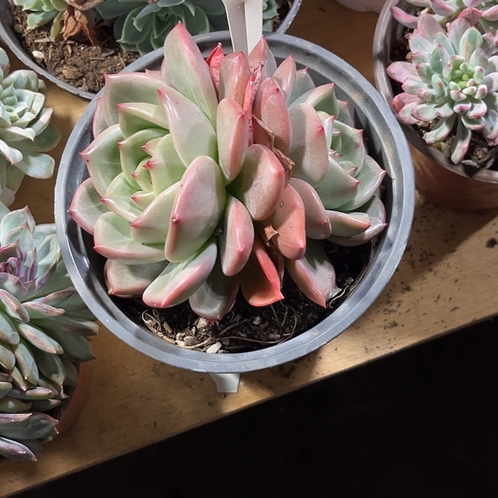 小***学00000000000000000704