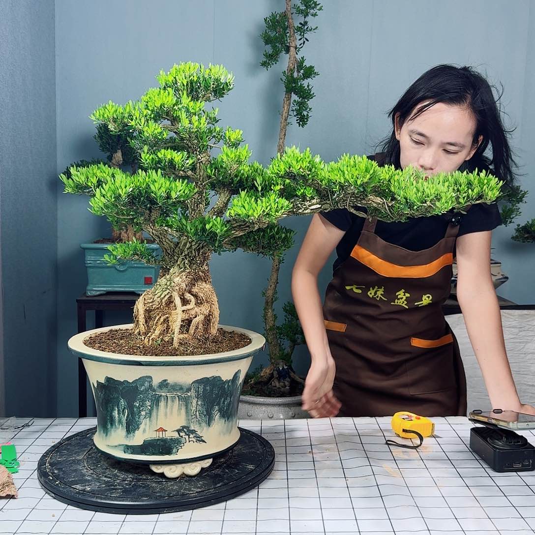 广东皱皮雀舌黄杨