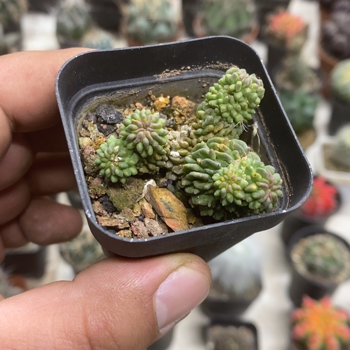 蝌蚪球群特价福利2