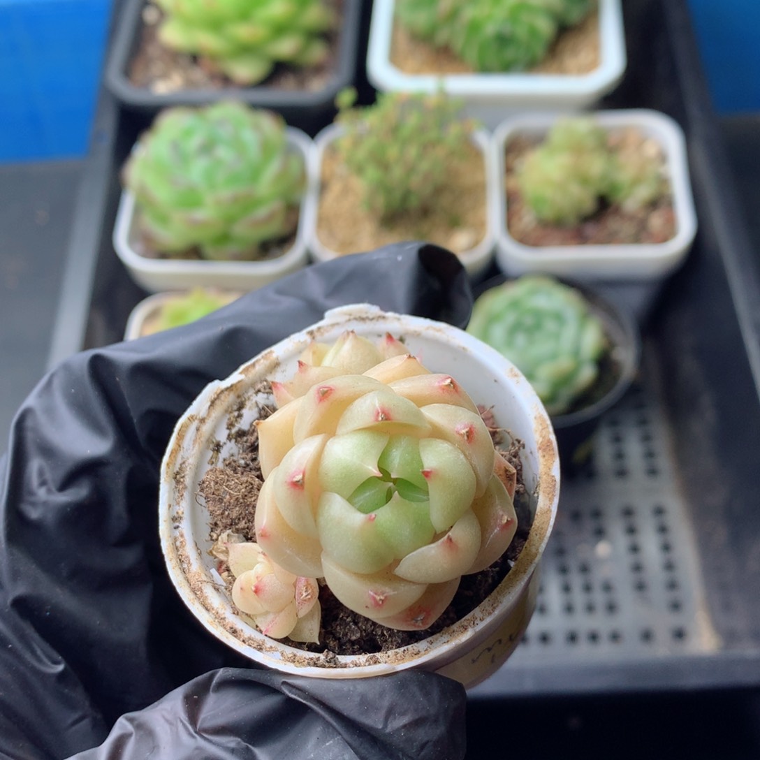 58包邮  群生不包整 91