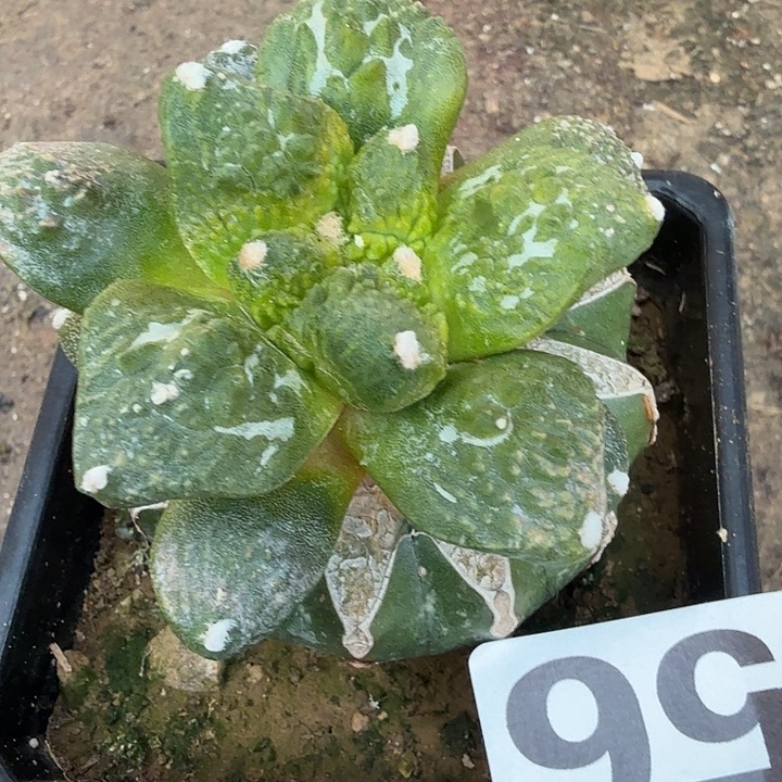 无花朵056哥斯拉牡丹锦东三