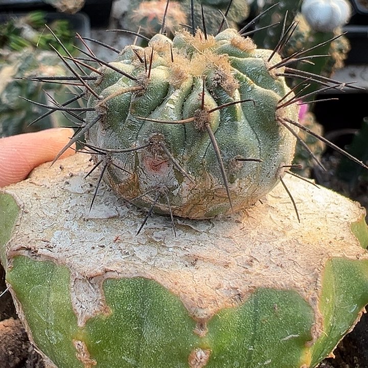 蜡层黑王丸仙人球863