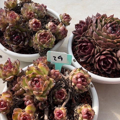 29黑晨一个脱土多肉汤