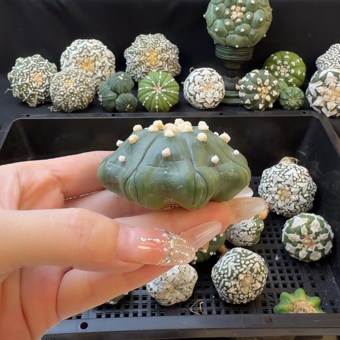 璞***i专拍仙人球福利不退换