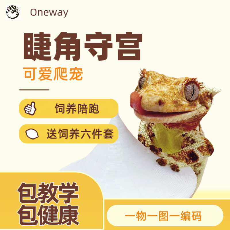 【2睫角守宫】活体宠物入门级萌宠爬宠好养活可爱
