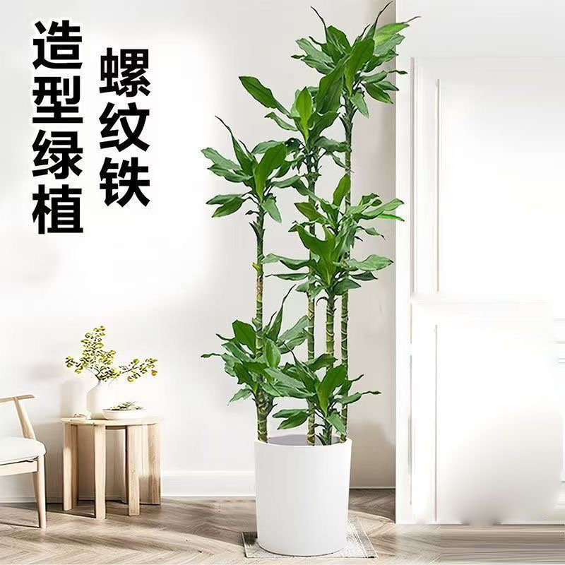 螺纹铁植物盆栽大型绿植室内客厅阳台四季好养活旺宅花卉落地盆景