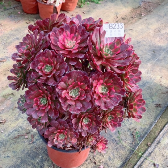 多肉植物烟花233不包