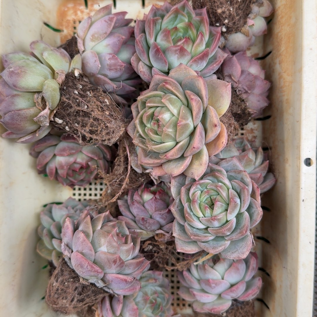 多肉一物一拍12-145