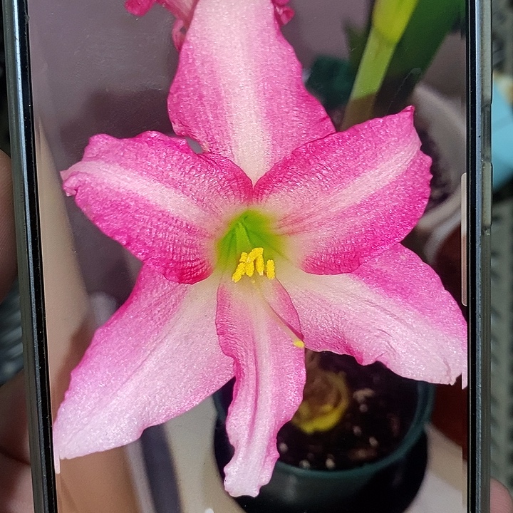 路易莎5厘米朱顶红