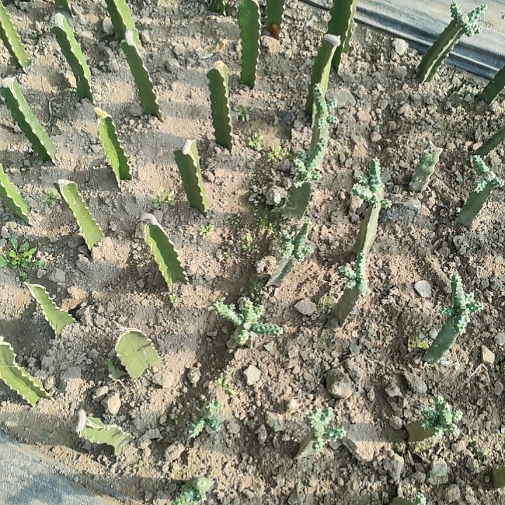 ****6仙人球秋之金带气根