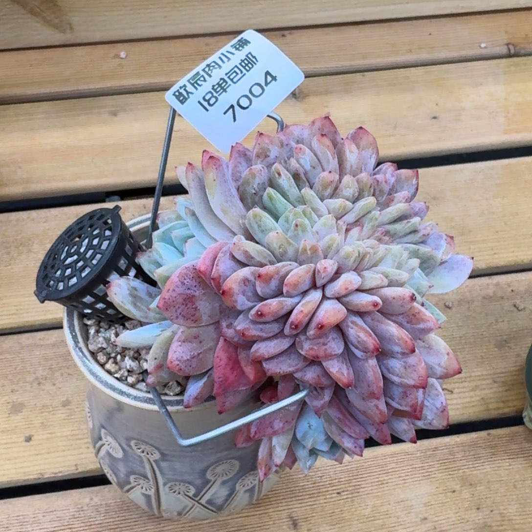 反*序多肉植物新年快乐价7004