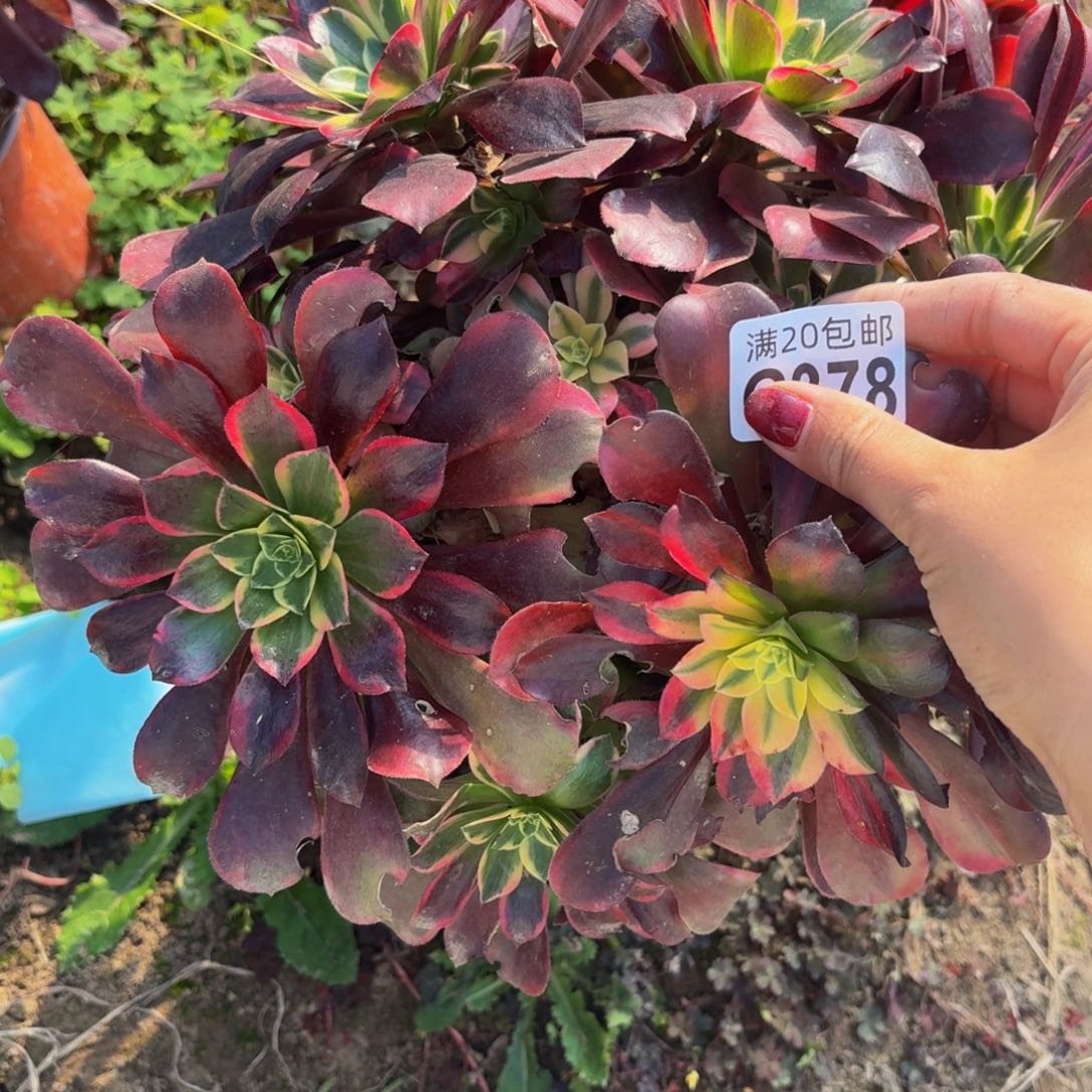 378多肉植物捧花的时候