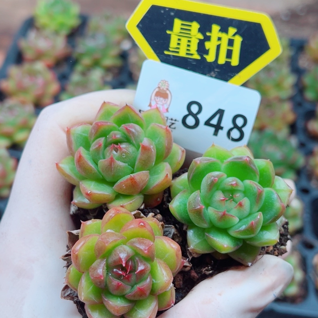 多肉植物多肉植物