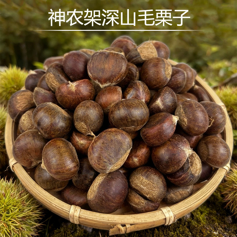 神农架高山老树毛栗子深山生吃清甜煮熟软糯好剥新鲜零食坚果