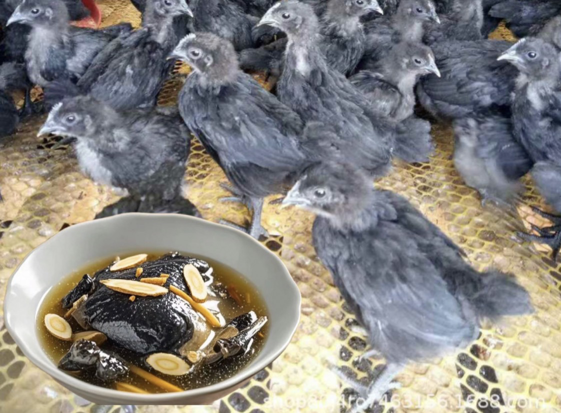 绿壳蛋鸡 整鸡生鲜 包邮