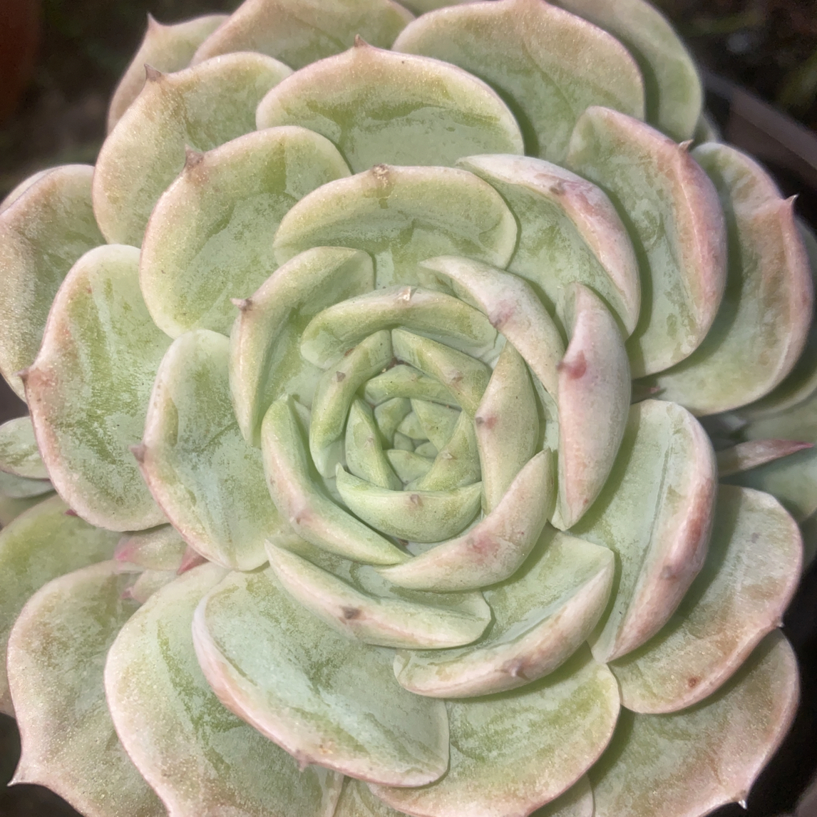 『昂斯洛』多肉植物盆栽 全店满15包邮