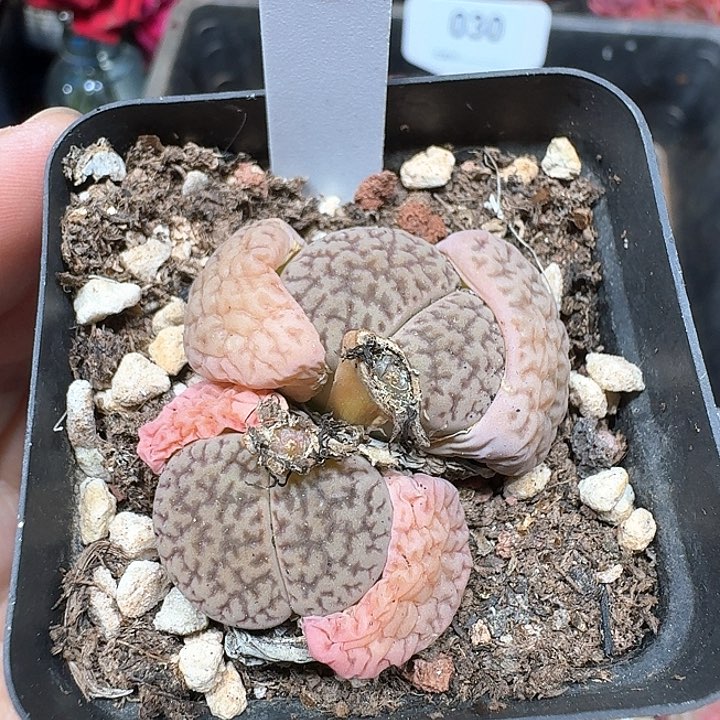 生石花多肉植物37