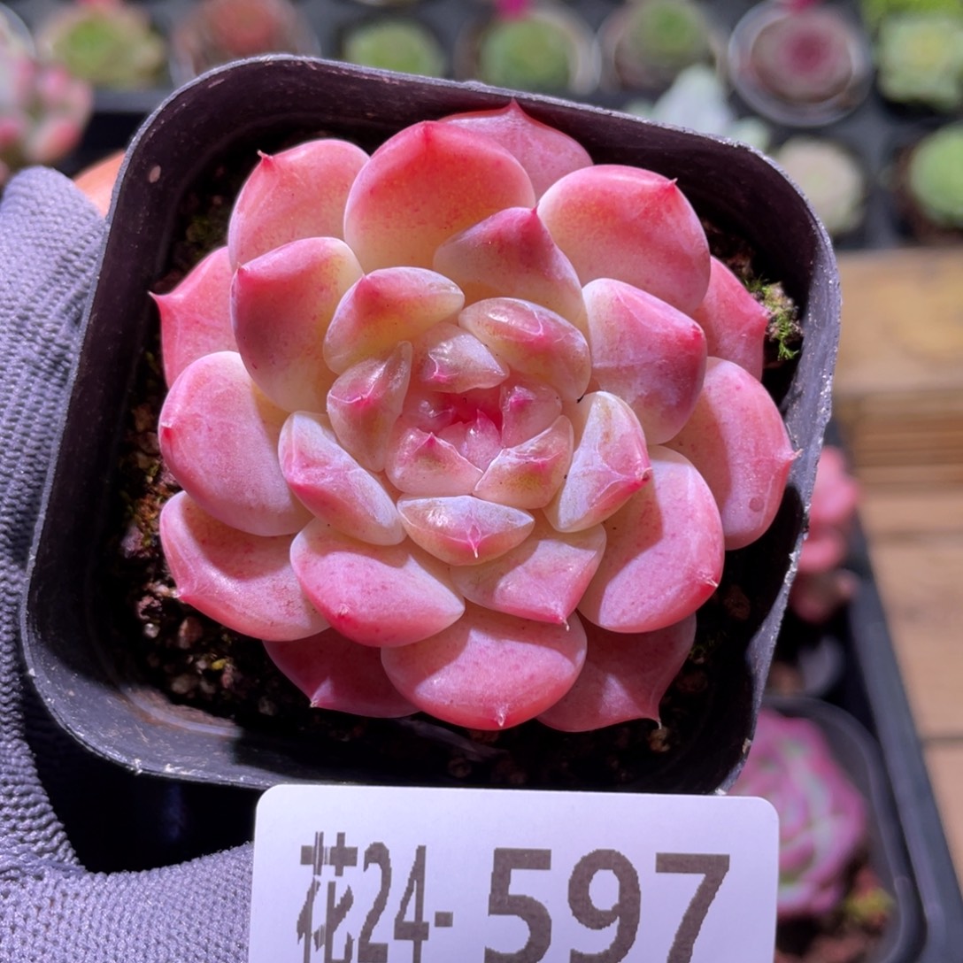 花利美24-597秘境冰魄