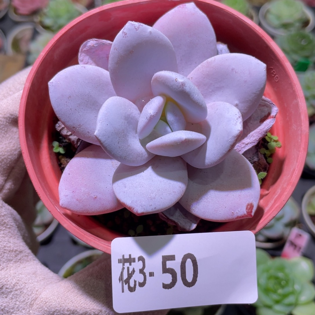 花利美3-50粉雪莲