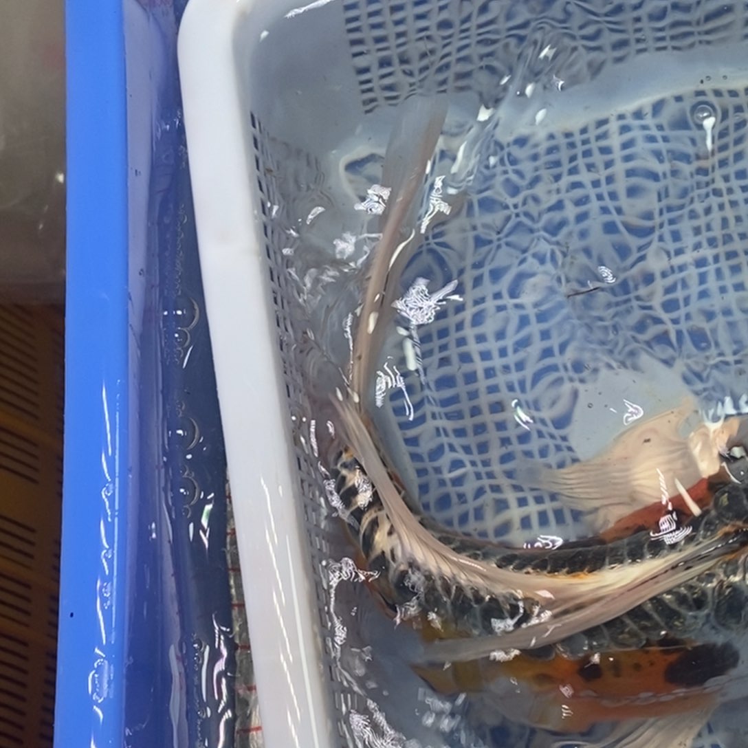 锦鲤冷水锦鲤包邮
