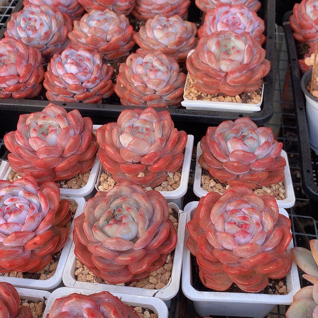 仙女橙245567889999000