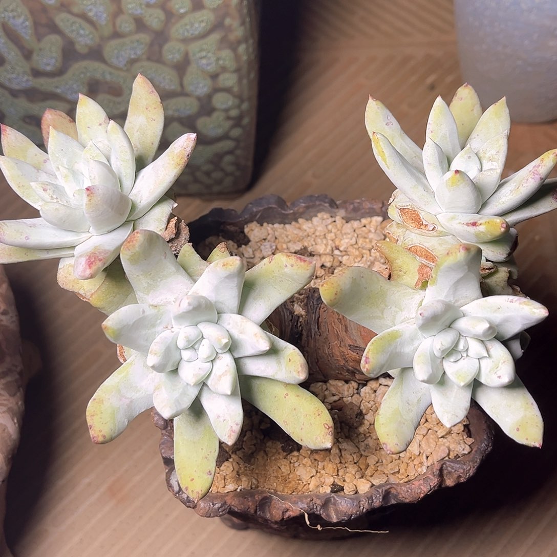 红拇指老桩多头群生