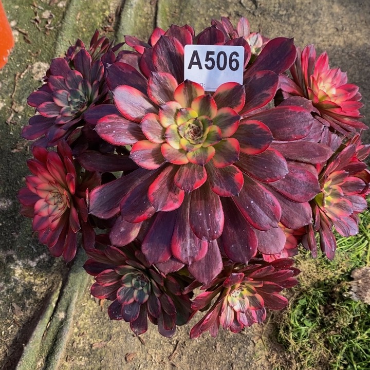 烟花多肉植物506