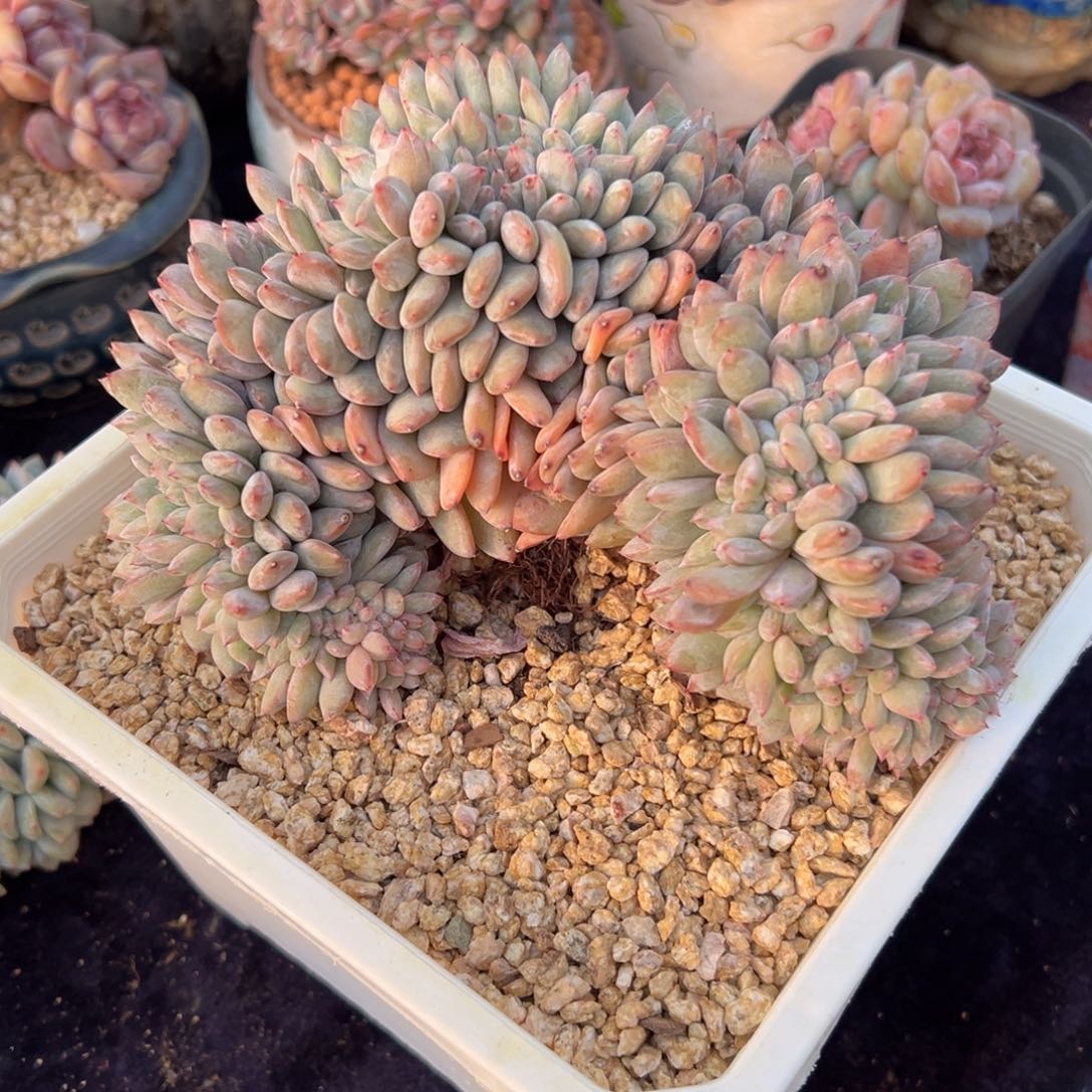 新年快乐 新年快乐