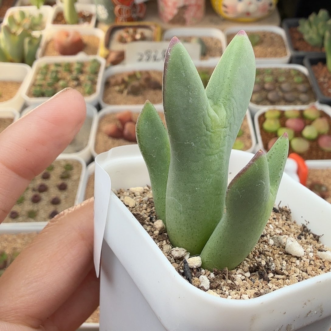 3.27.45/三头少将/多肉植物