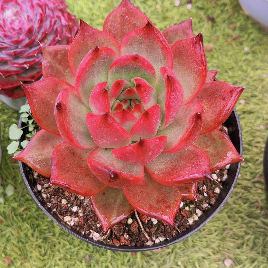 粉钻13公分99998888