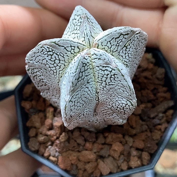 孤品实生浓白大V肋骨纹路恩冢鸾凤玉4.3cm