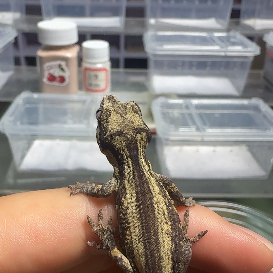 盖勾亚守宫盖勾亚大幼