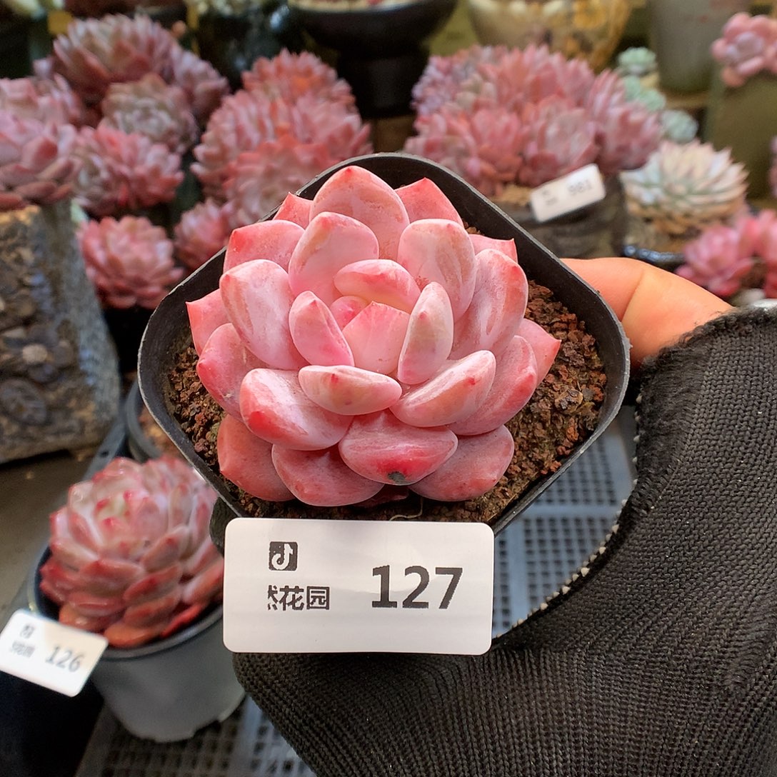 127日本雪天使多肉植物