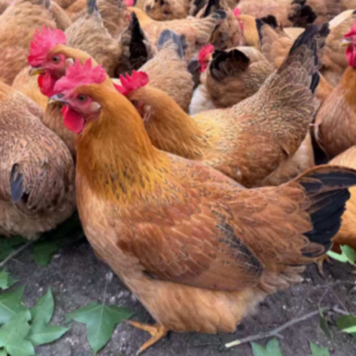 （两只装）阳山正宗三黄鸡土鸡专卖（山地放养）喂五谷200天散养