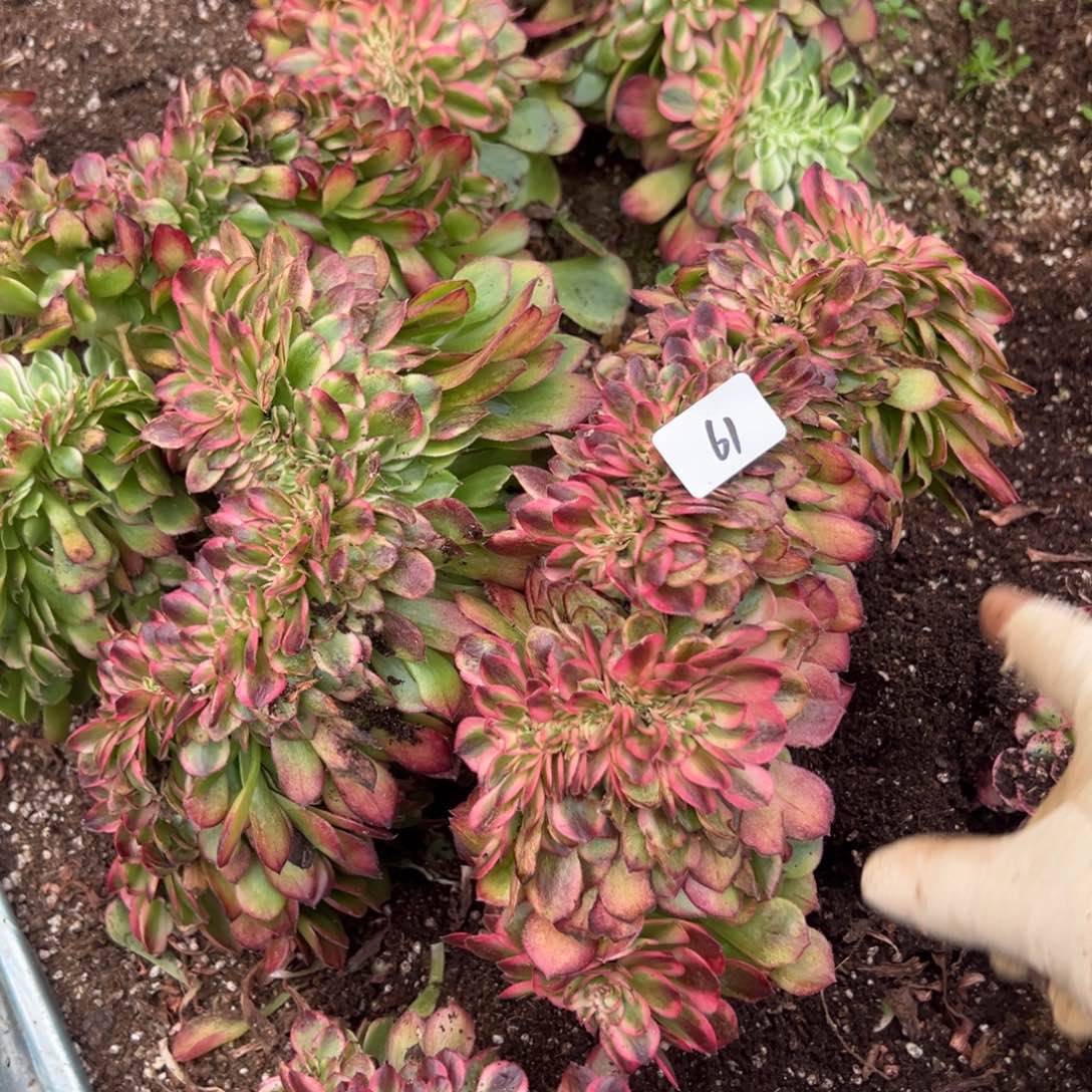 61荔枝缀一颗15多肉系