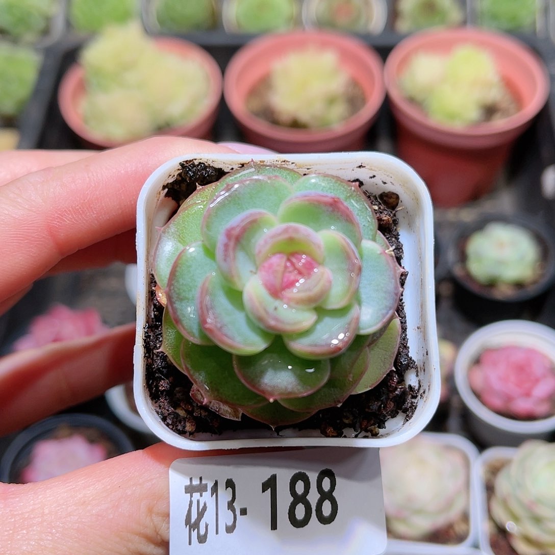 花利美13-188新品