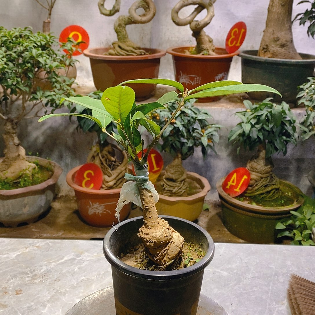 尚***铎完全开放18……四季丹