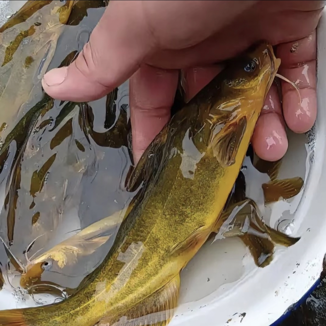 x四川眉山黄辣丁 黄颡鱼 黄骨鱼淡水养殖