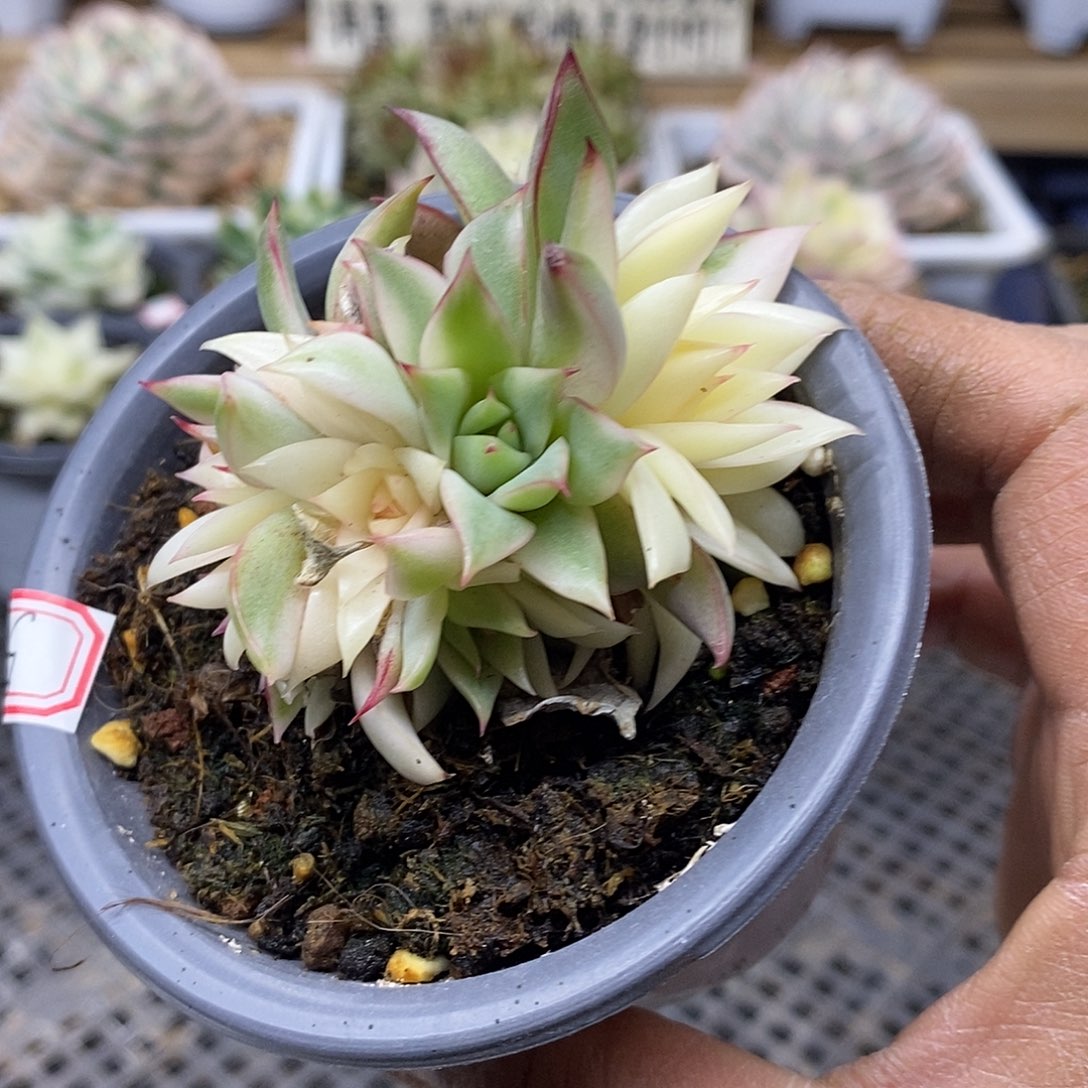 2852 宝莲灯黄锦自然群 需延时发货