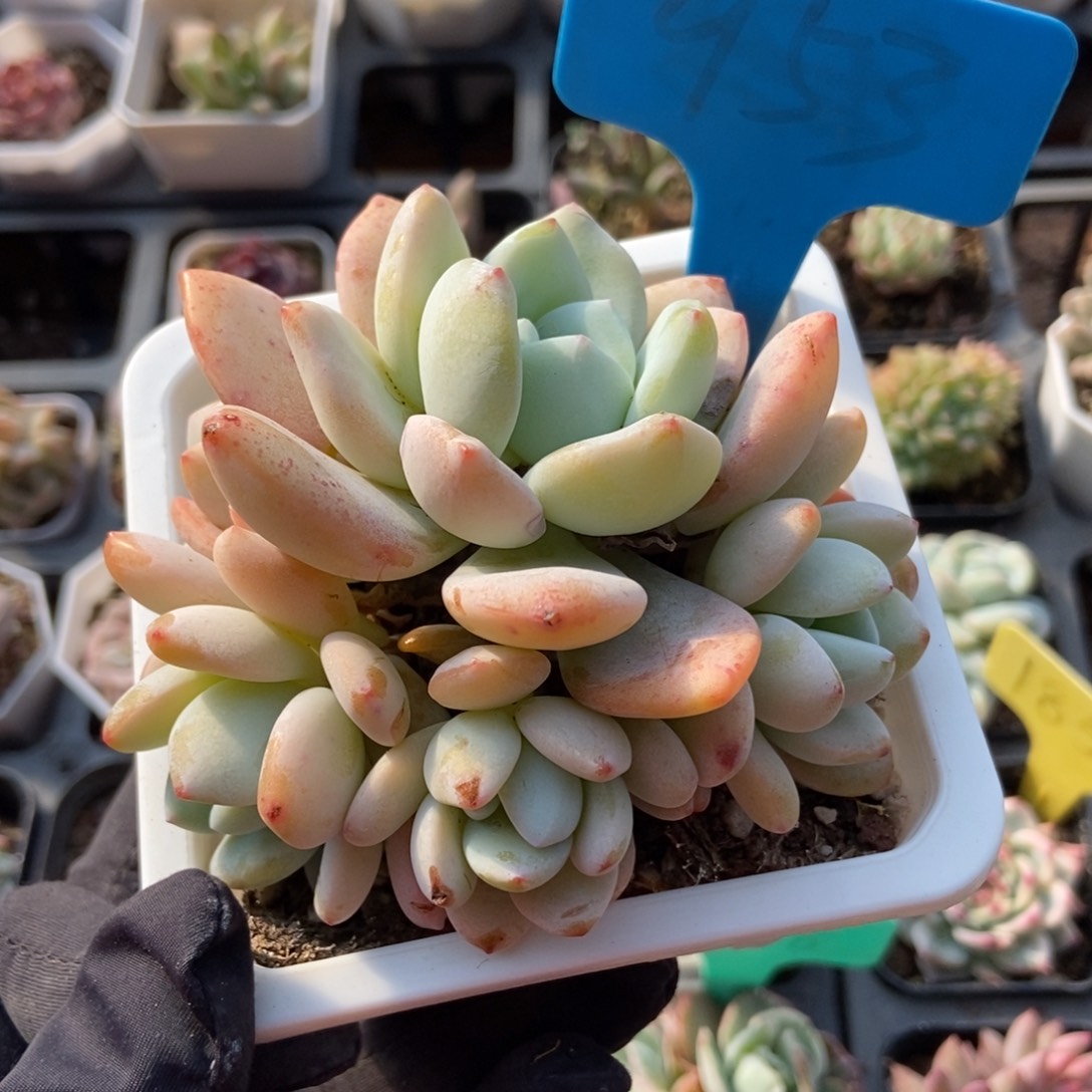 953冷香多肉植物保护