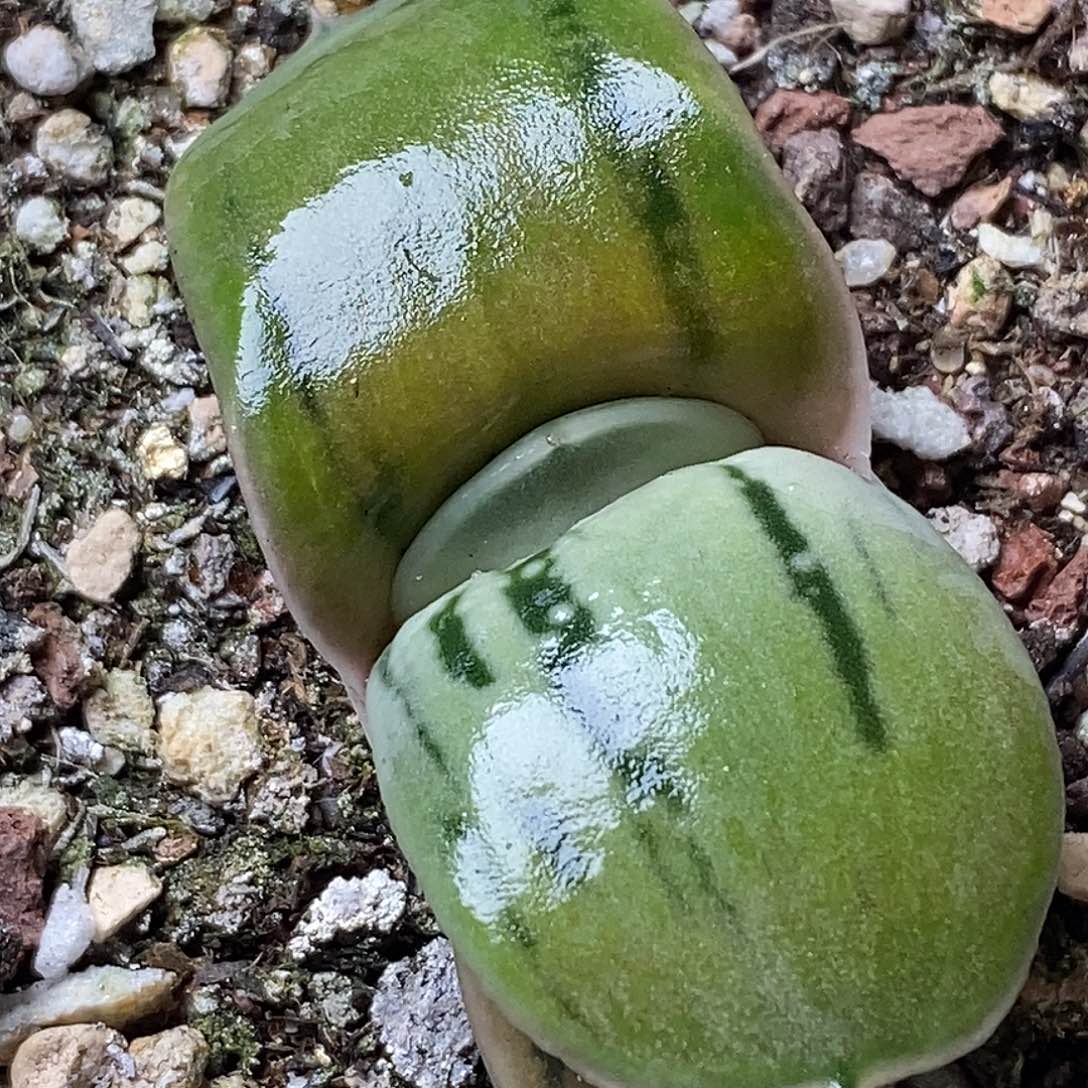 不带盆脱土裸根发货（实生）