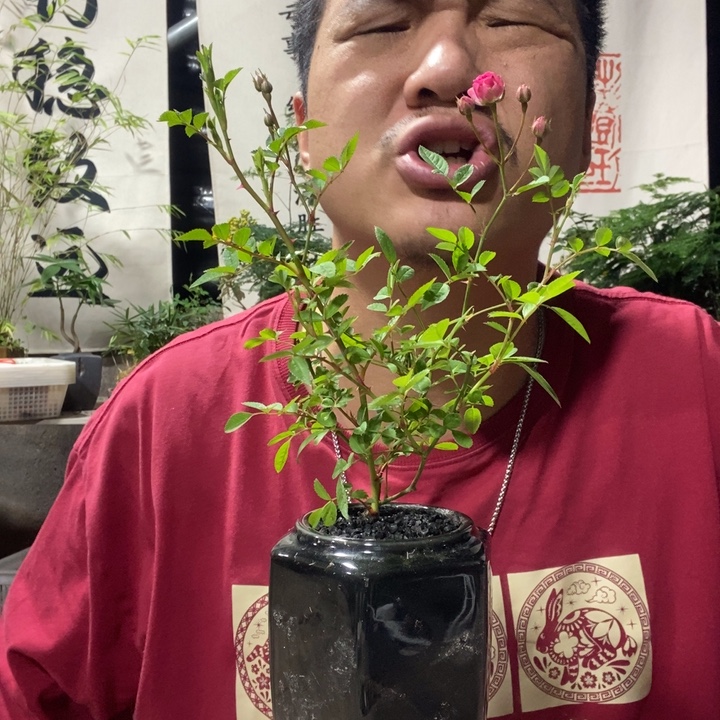 以实际为准盆景盆栽绿植53