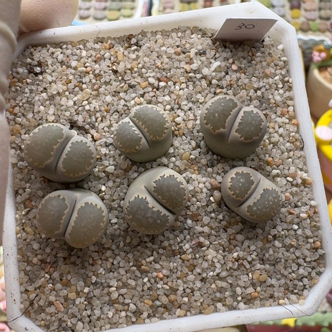 静***～1206-018饼干饼干饼干
