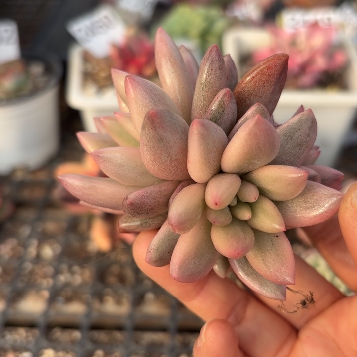 多肉植物满18包邮当场凑单