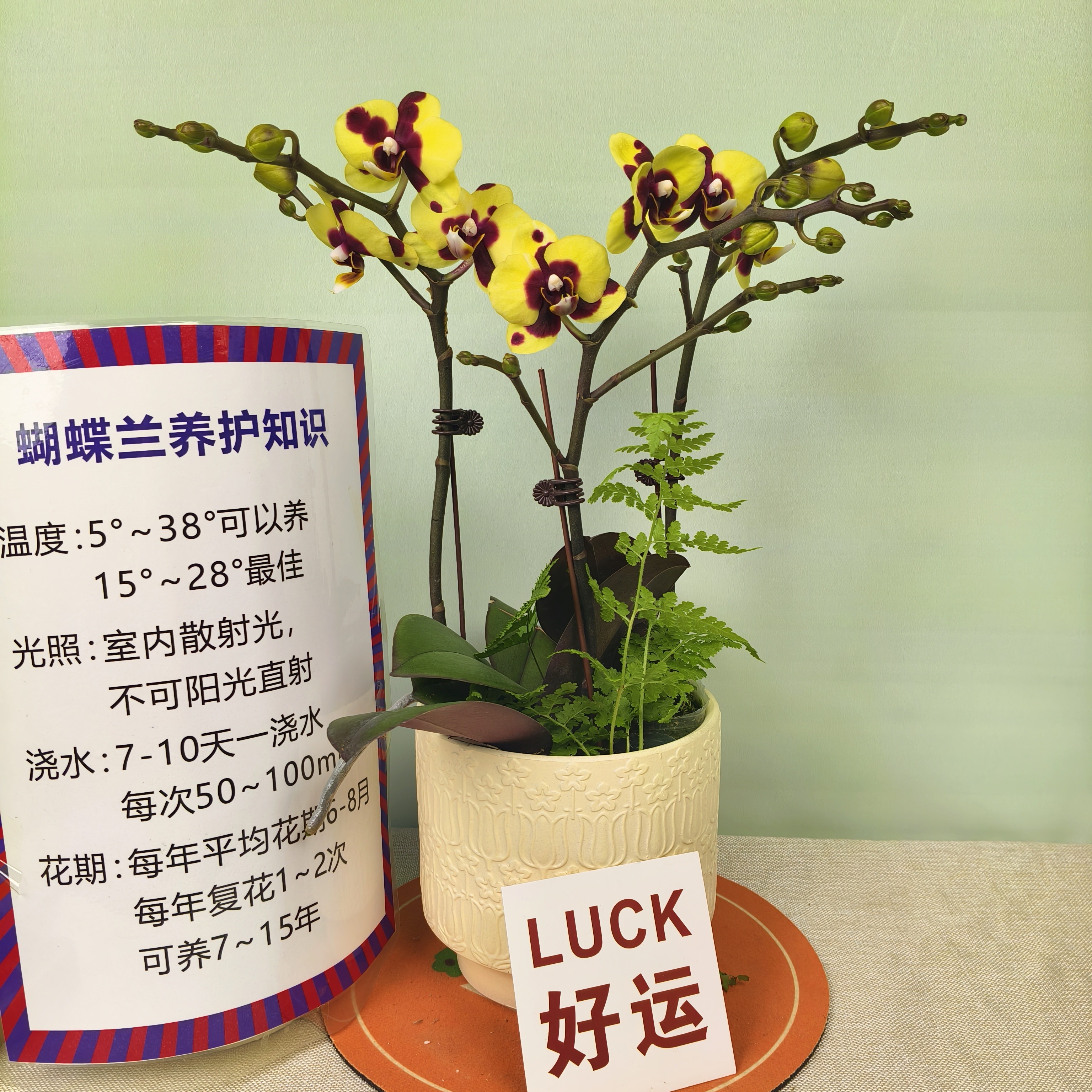 蝴蝶兰【小浣熊】花苗盆栽带花剑花苞客厅室内四季好养观赏