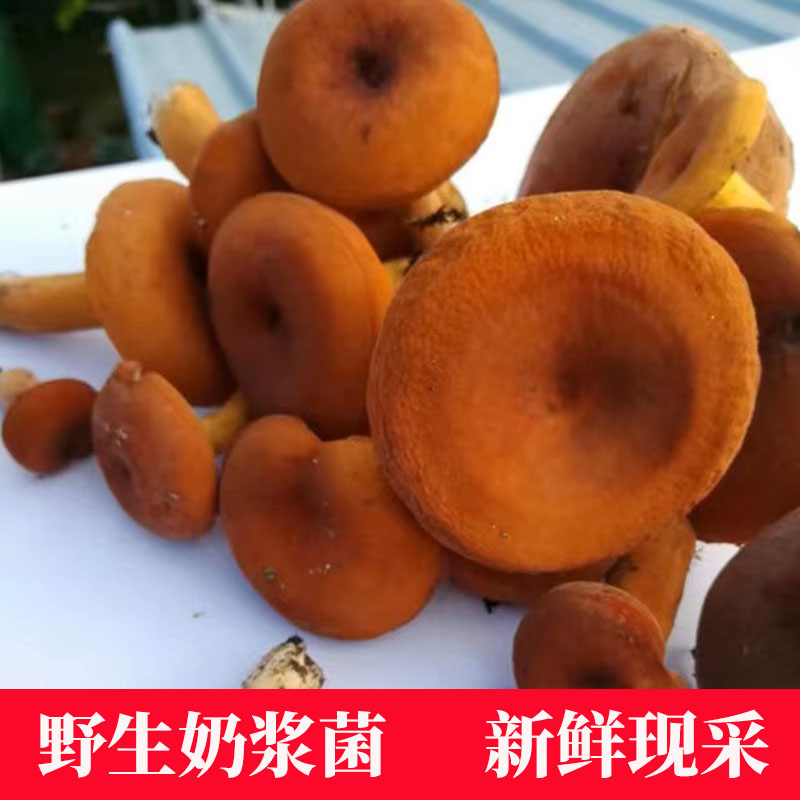 新鲜野生奶浆菌贵州野生菌蘑菇食用菌菇现货现采当天顺丰包邮