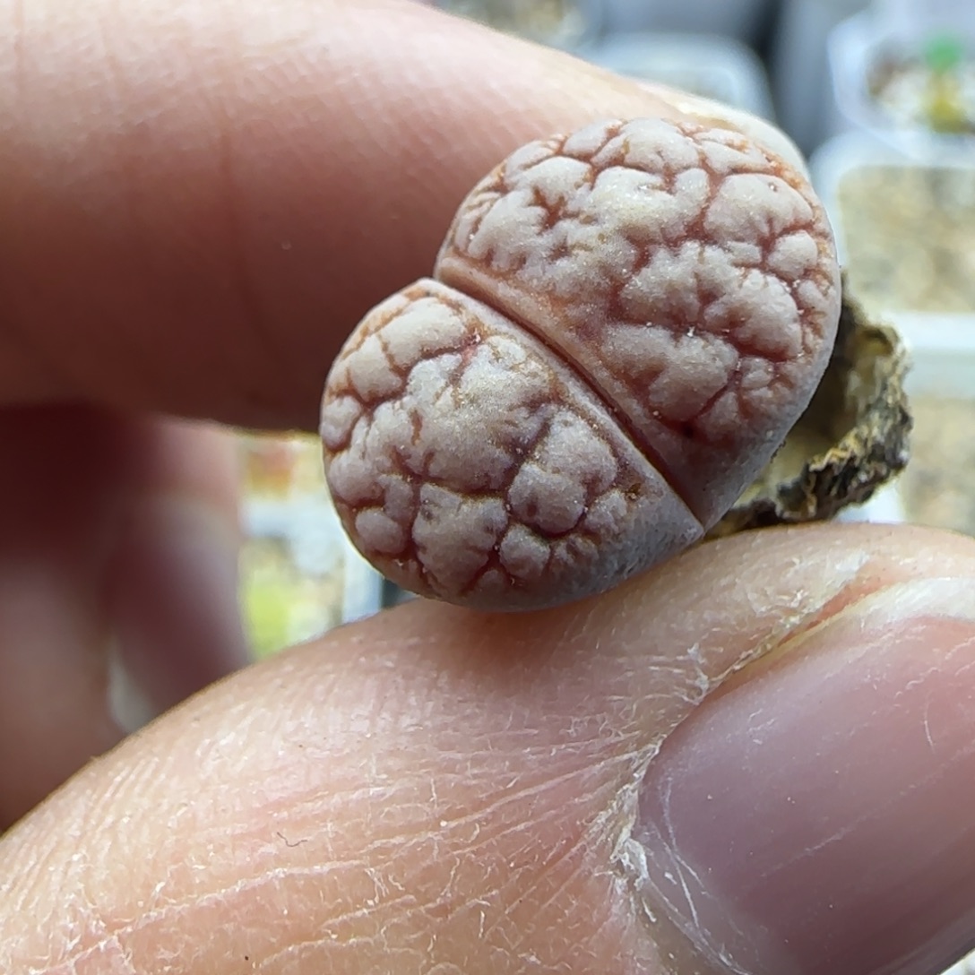 特***m919福利专拍30包邮