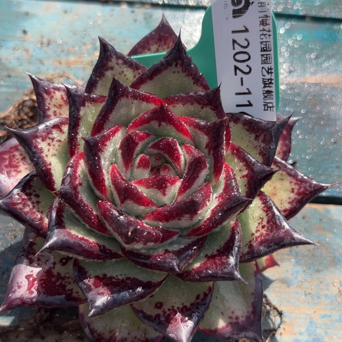 爱***壳从前慢花园多肉编号1202-116