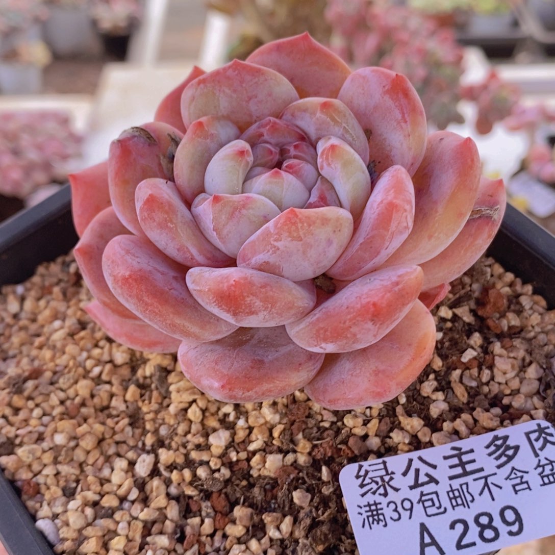 橙梦露单头289多肉植物